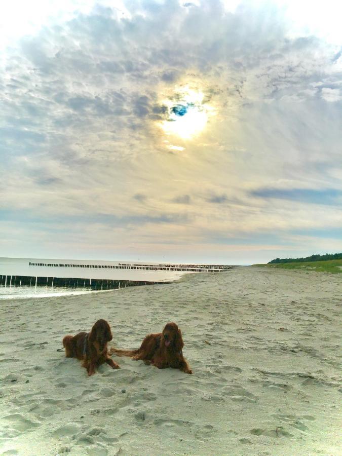 Fewo Sonnenblume Achtern Diek Zingst Exterior foto